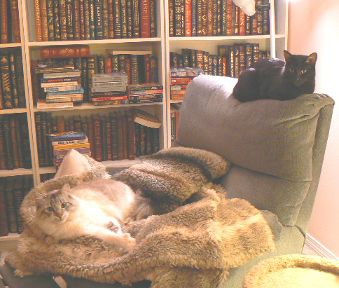 Rainy day library cats