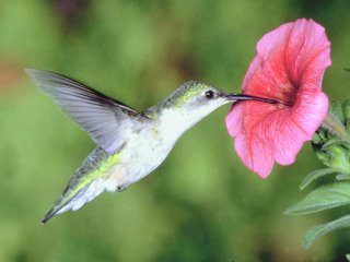 [colibri[1].jpg]