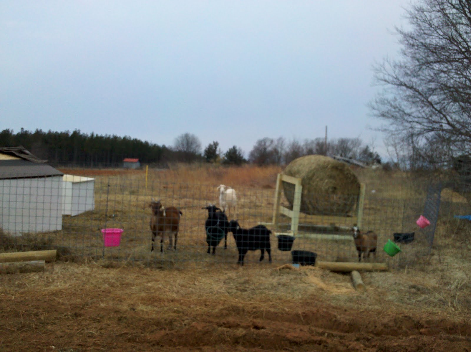 Generation Farm Kiko Goats Hay Feeder Part Deux