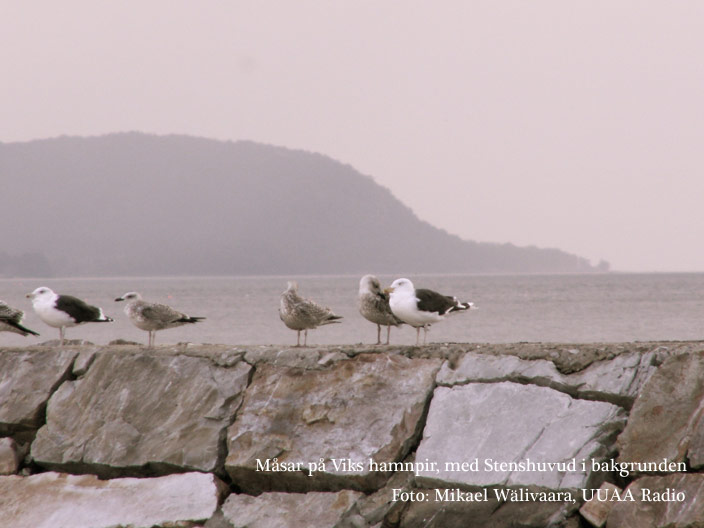 [vik-gulls.jpg]