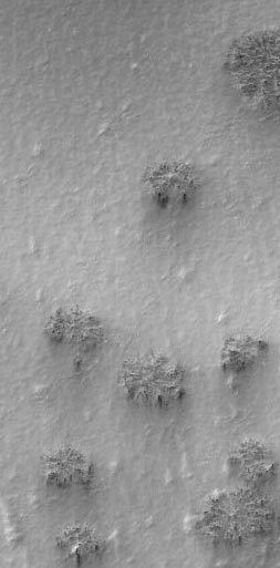 [mars-vegetation.jpg]