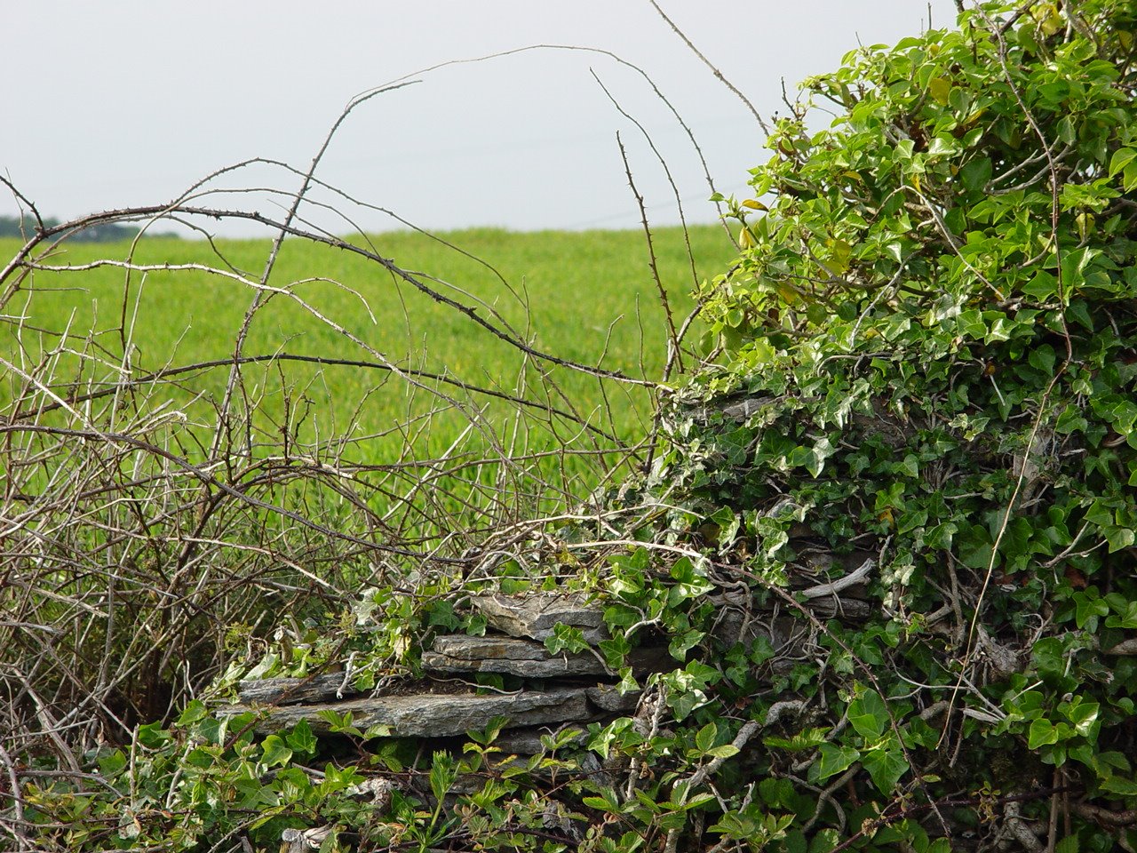 [DSC02794_1.JPG]