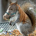[Squirrel-Horse---16439.jpg]