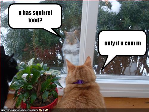 [funny-pictures-cat-says-he-has-squirrel-food.jpg]