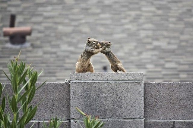 [squirrel-wrestling.jpg]