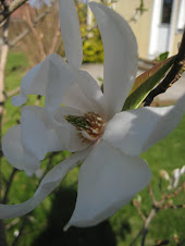 Blommande Magnolia