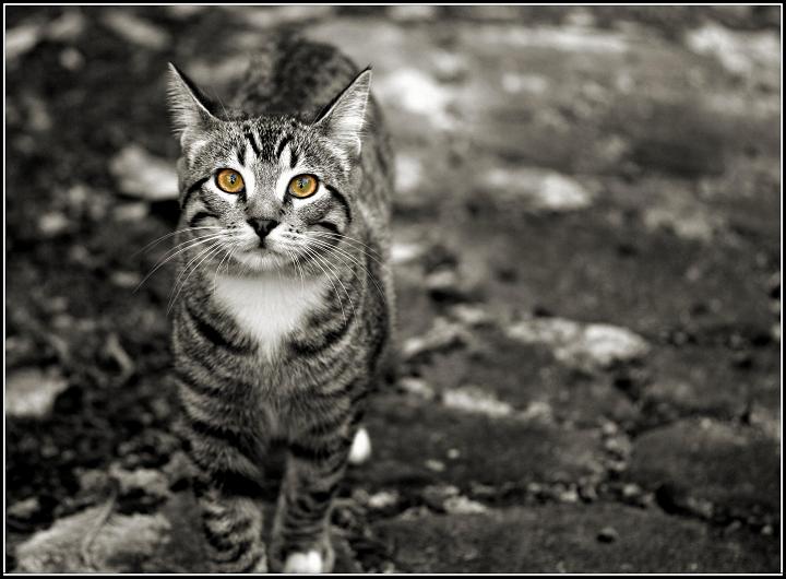 [cat33-30.JPG]