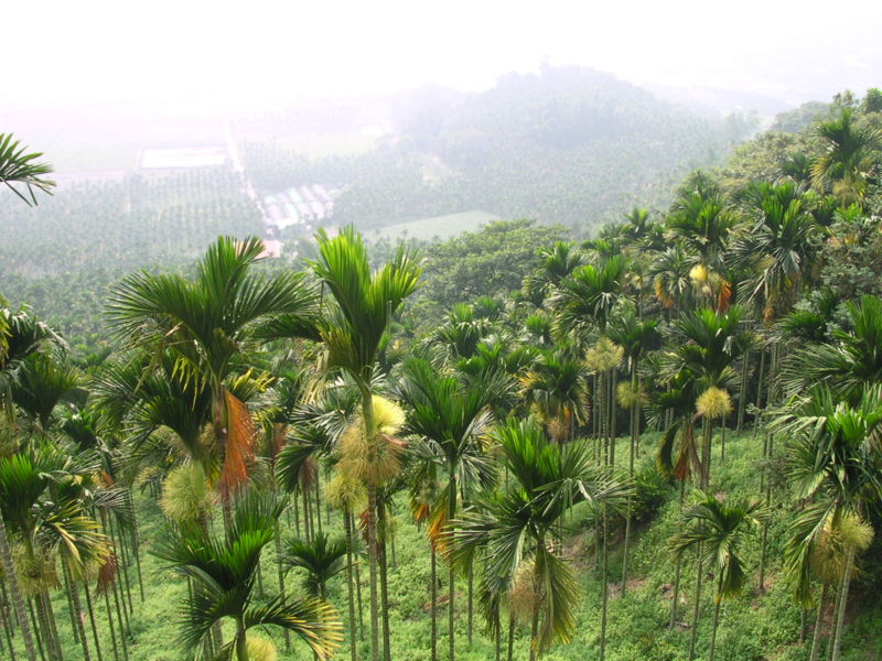 [KebunPinang.JPG]
