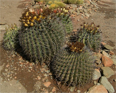 Ferocactus wislizeni