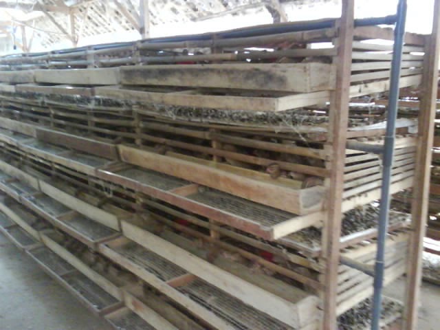 Info Harga Telur Unggas Indonesia Pemakaian Nipple Drinker Untuk