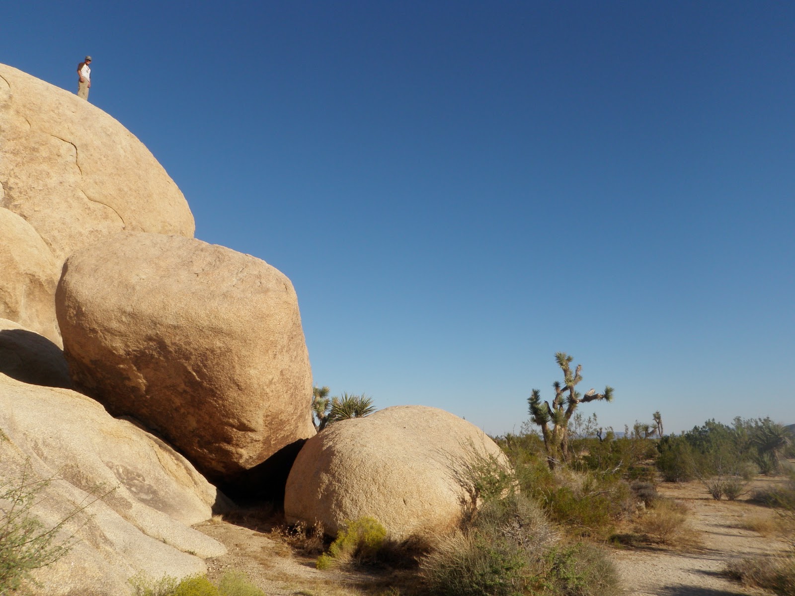 Fierce Asparagus Day 28 Joshua Tree NP is AMAZING