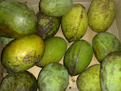 Mangga dari Keningau