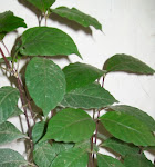 Daun  Wungu