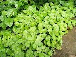 Daun Pegagan