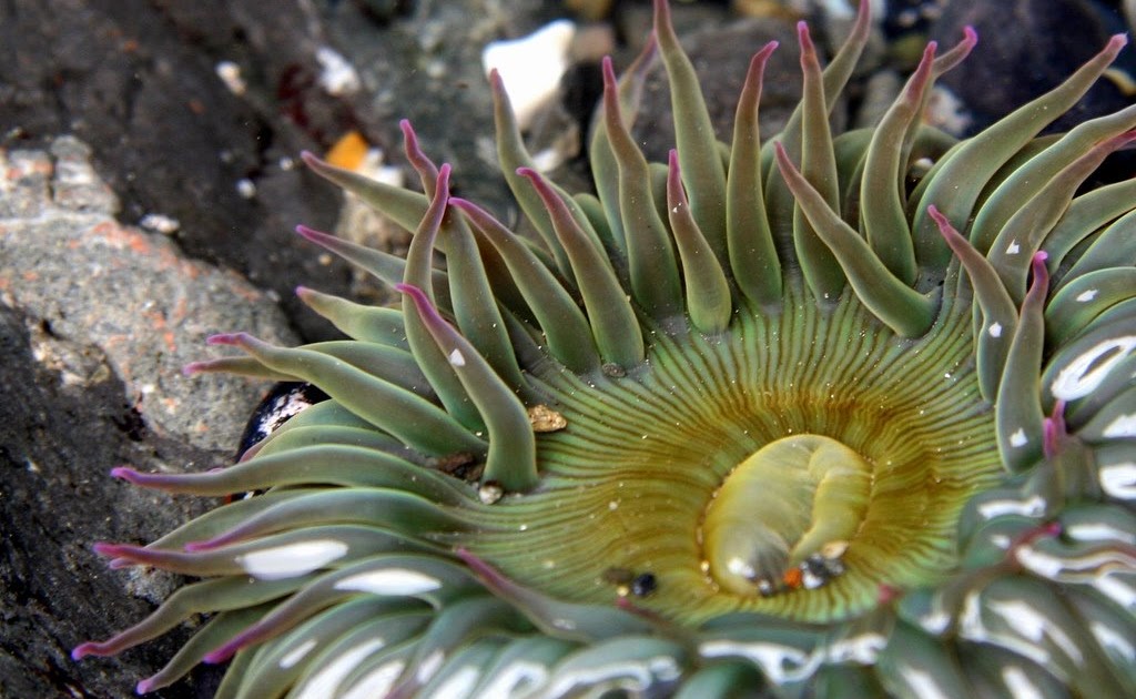 Cnidaria: What are Cnidarians?