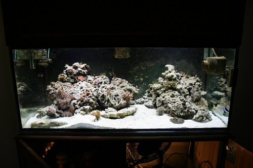 O meu aquário JB-jky8RUbo
