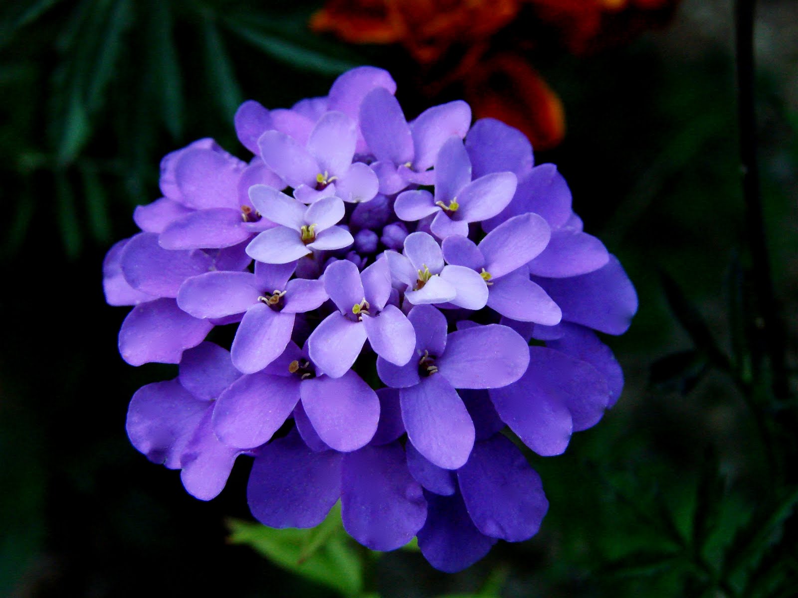[DSC07124+modified.jpg]