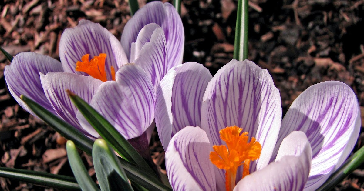 Photos by Senior Hiker Crocus in Bloom