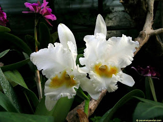 Variedades De Orquideas