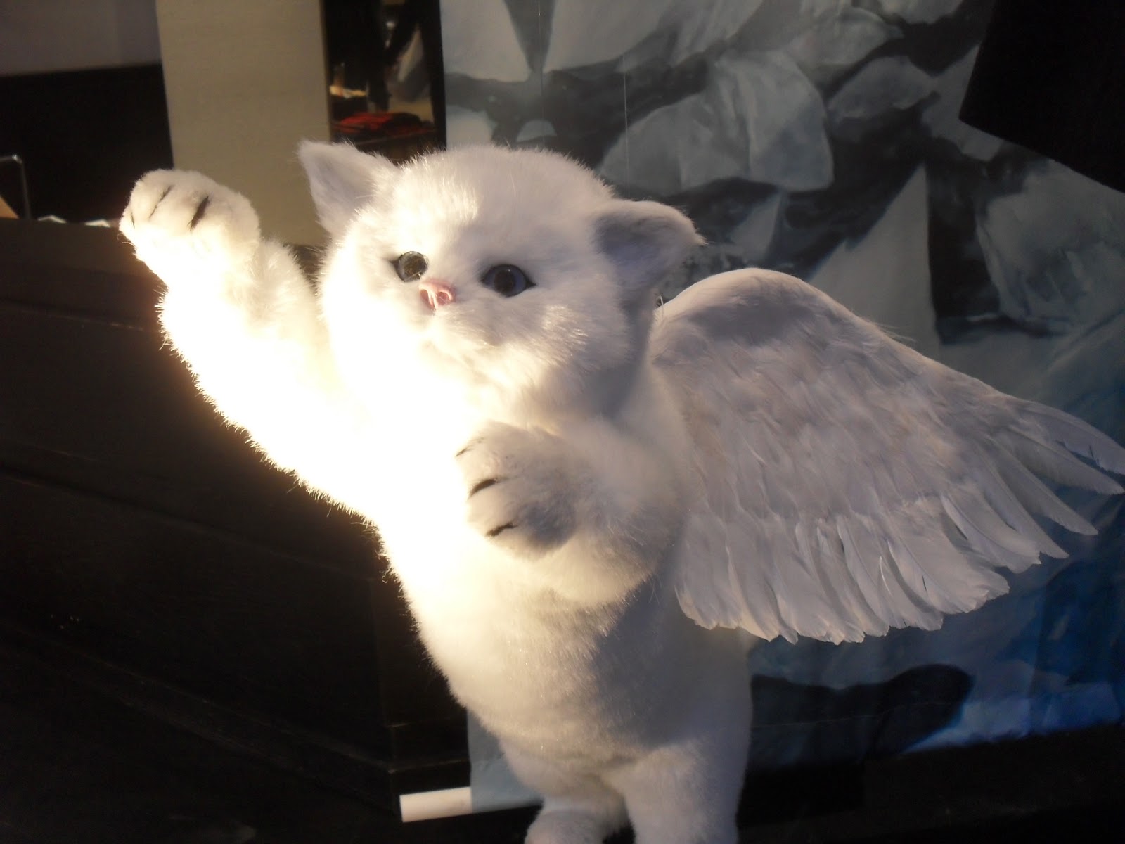 flying+angel+cat.JPG