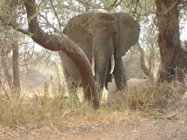 Elephant on the Safari 2009