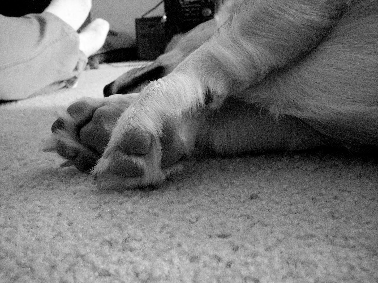 Paws