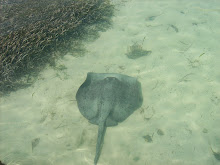 Sting Ray