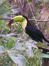 Toucan Sam