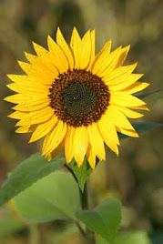 PHOTOSYNTHESIS- the green miracle