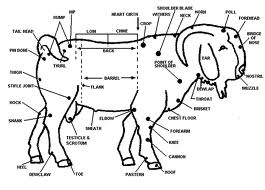 MENGENAL SETIAP SUDUT KAMBING