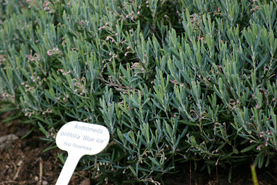 bog rosemary