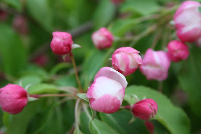 cherry blossoms