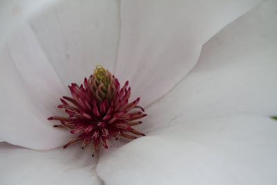 magnolia