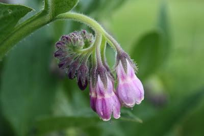 comfrey