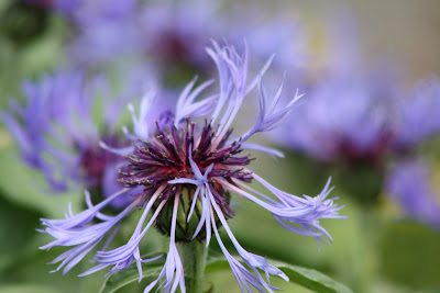 centaurea