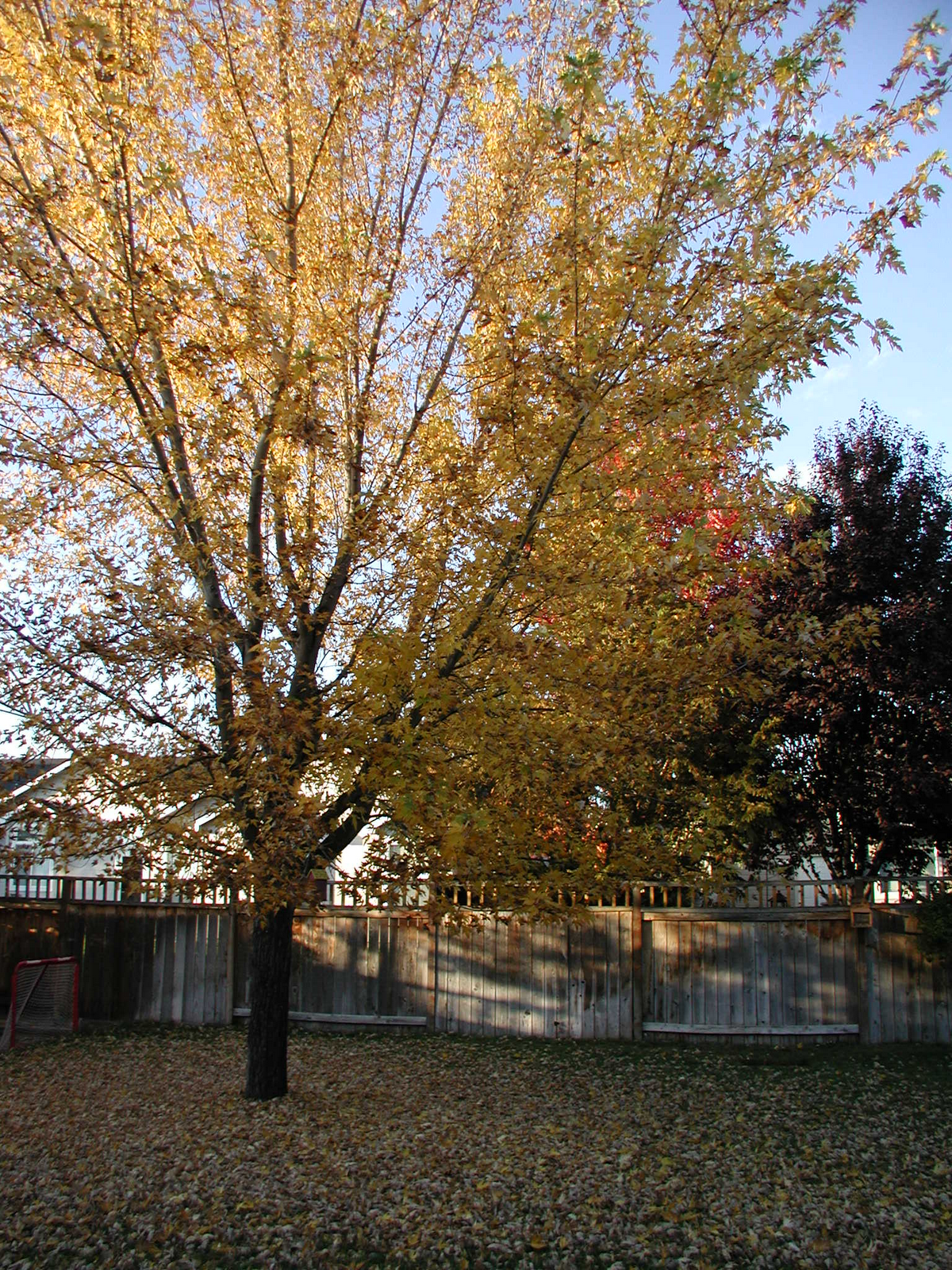 [tree.PNG]