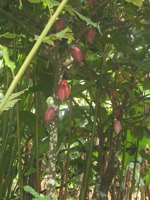 Cocoa Plantation