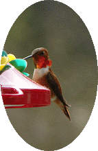 Rufous Humming Bird