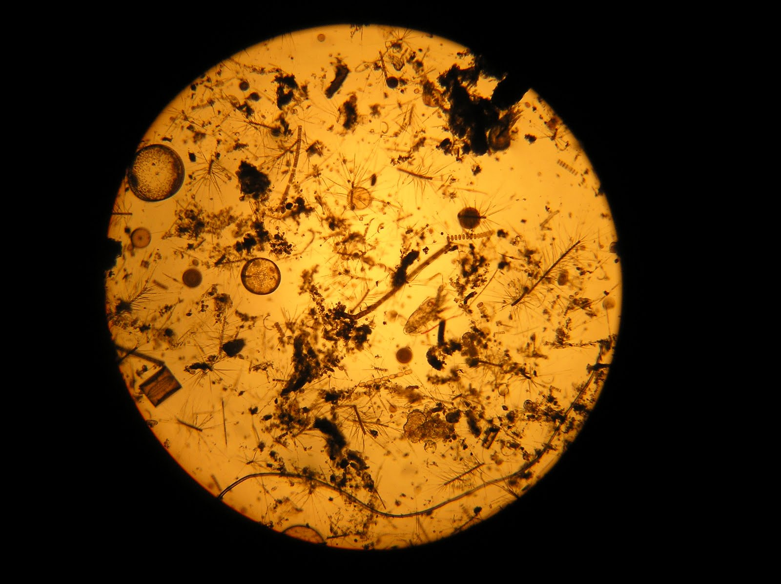 image of plankton