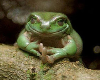 evilfrog.jpg