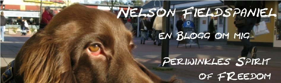 Nelson Fieldspaniel