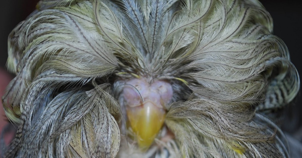 Barbara's Force Free Animal Training Talk Bizarre Rare Parrot......The