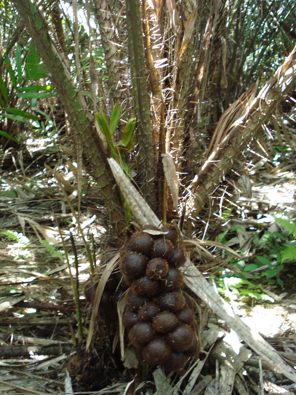salak tree