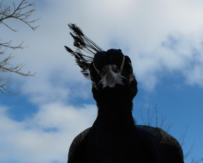 Peacock Picture