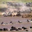 Masai mara wildebeast migration safaris