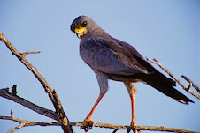 Eastern Chanting - Goshhawk