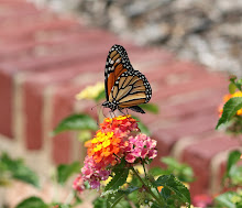 Butterfly and Lantana