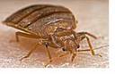 The Bed Bug Busters,