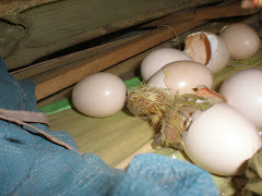 Baby Chick Hatching