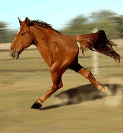 horse-1.gif